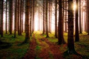 psicologo-irun-donostia-psicoterapia